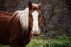 brown and white horse stands in the rain