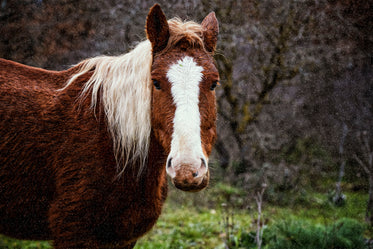 brown and white horse stands in the rain