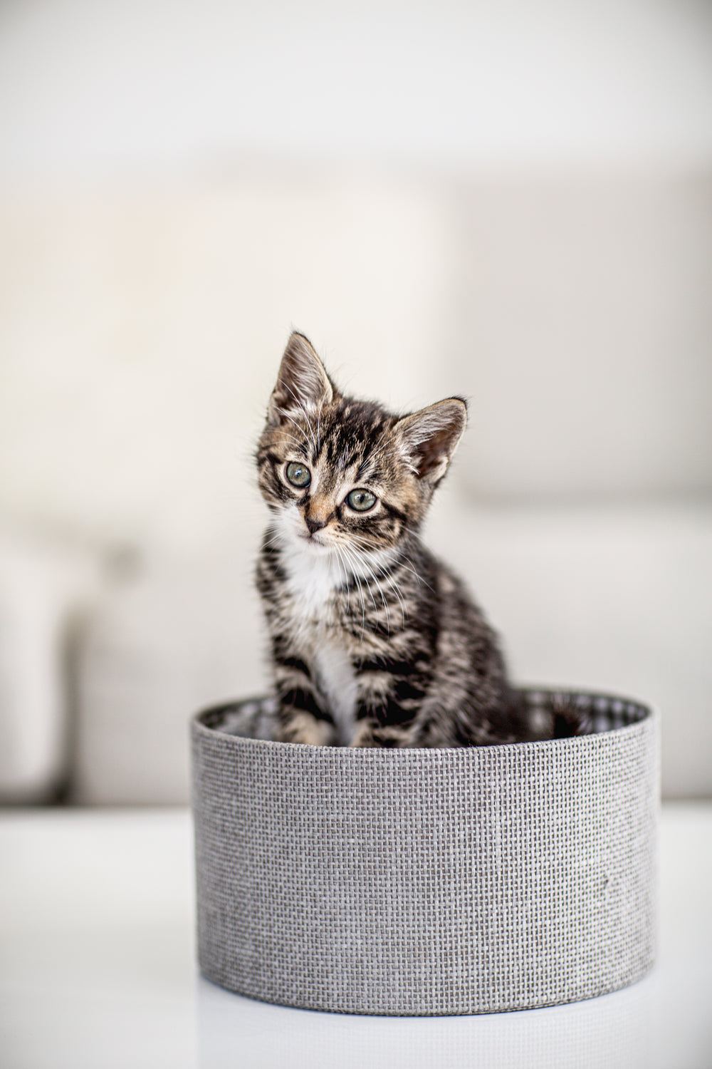 brown and white kitten in a box