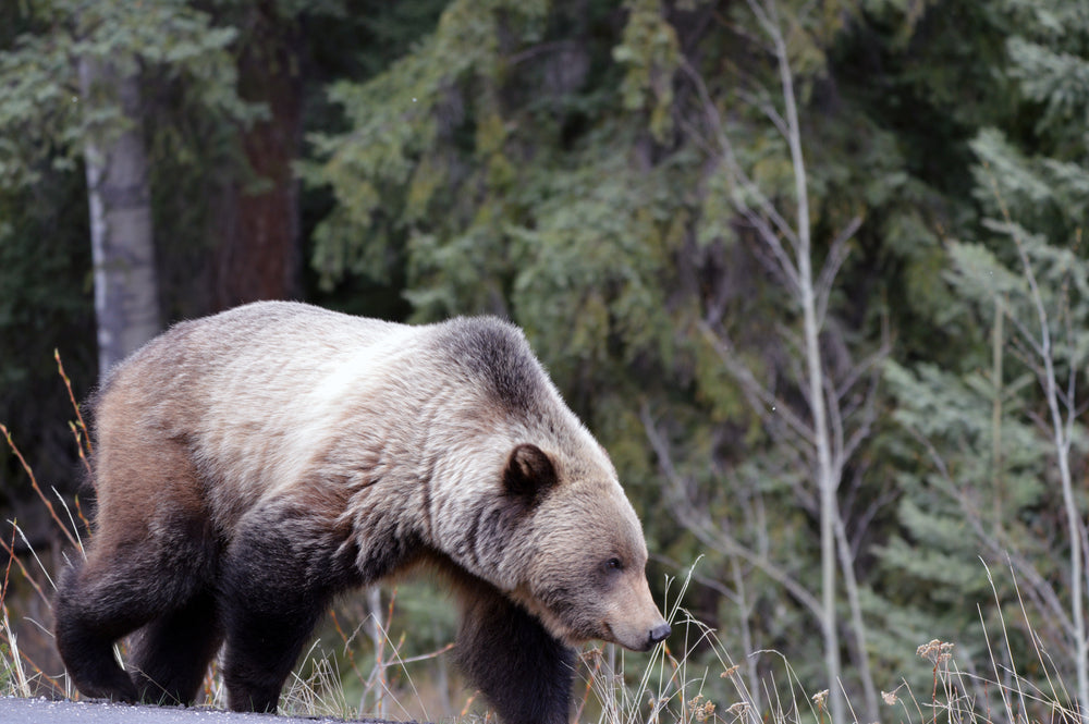 brown bear in the wild