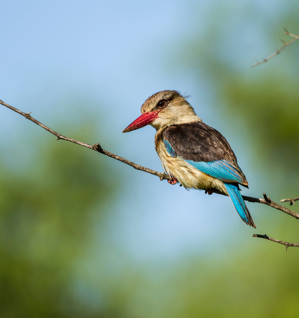 brown bird with a red beak on a tree branch