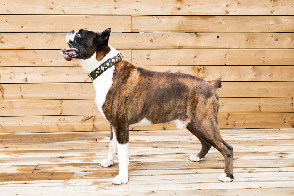 brown boxer dog