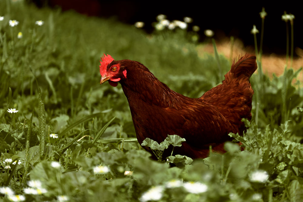 brown chicken