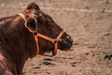 brown cow bovine