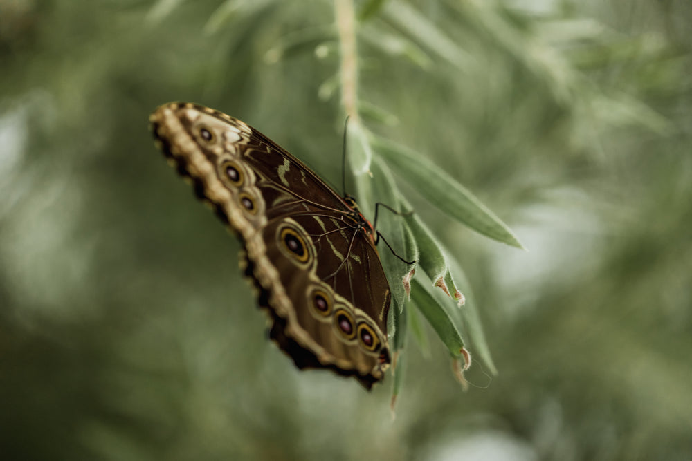 brown detailed butterfly on green leaf
