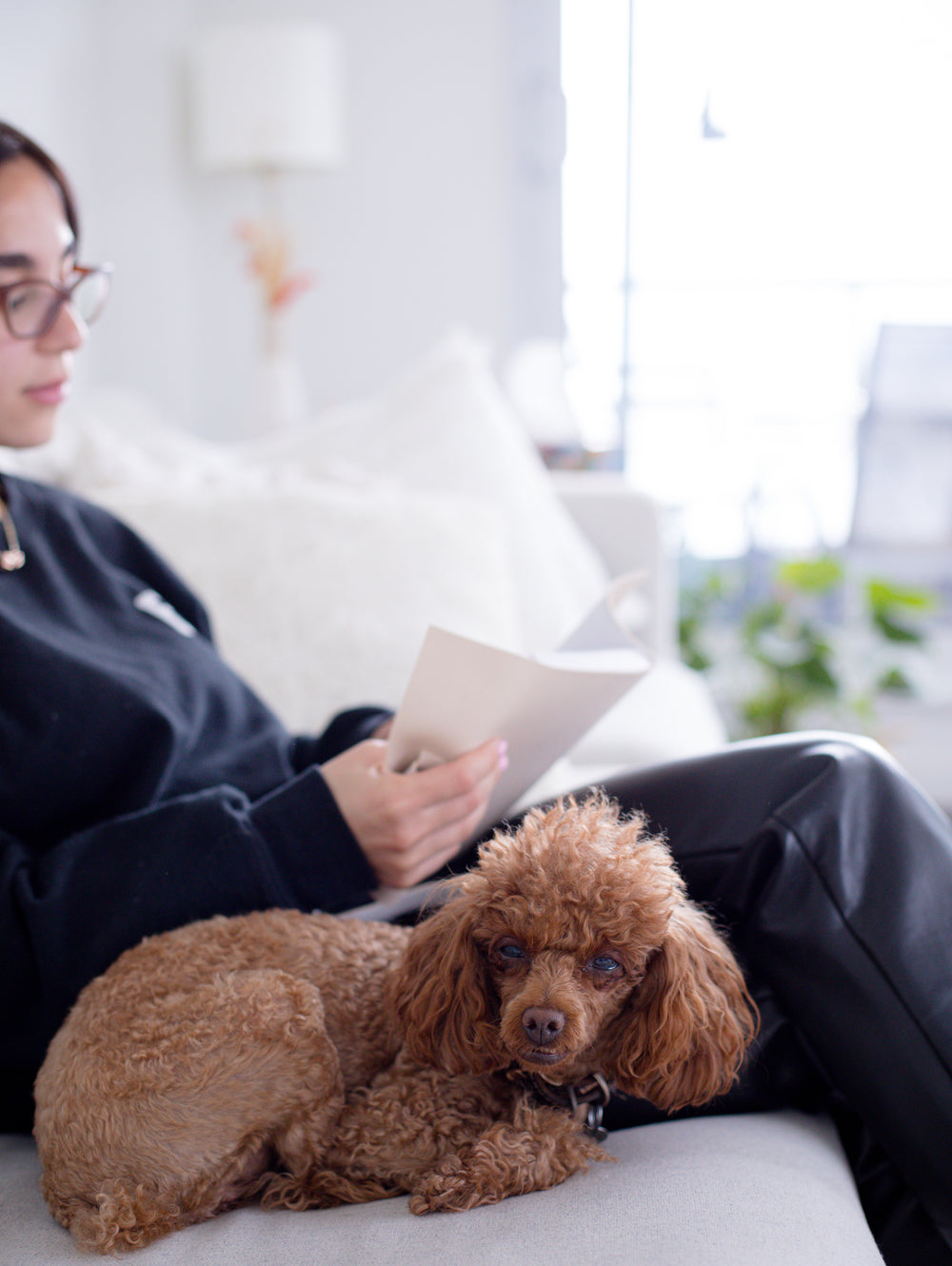 brown dog curled up on a couch next to a person