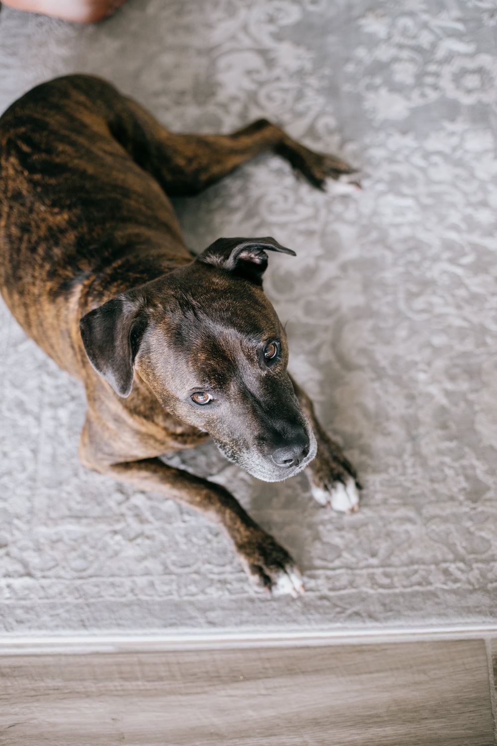 brown dog laying on a white and grey carpet