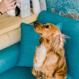Pet grooming vacuum
