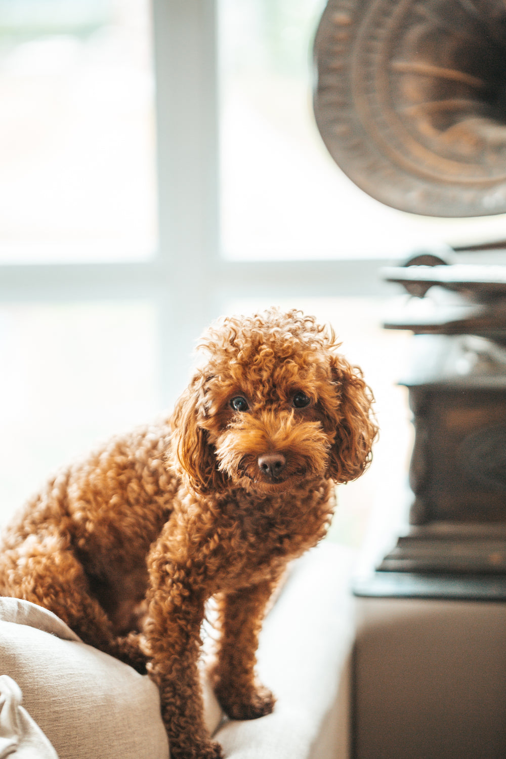 brown dog sitting next to vintage record player