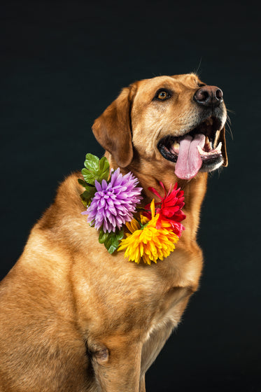 brown dog with tongue hanging out