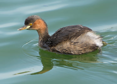 brown duck swimming