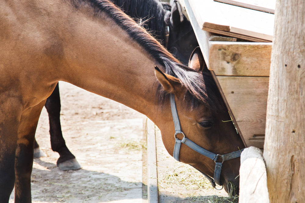 brown equestrian horse