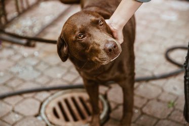 brown eyed dog