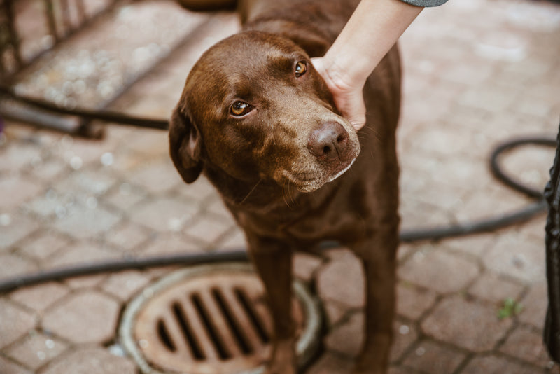 Unlocking the Mystery: Can Dogs Have Cantaloupe Safely? Discover the Surprising Truth: Can Dogs Have Cantaloupe? Learn the Benefits and Risks of Feeding Cantaloupe to Your Furry Friend. Find Out Now!