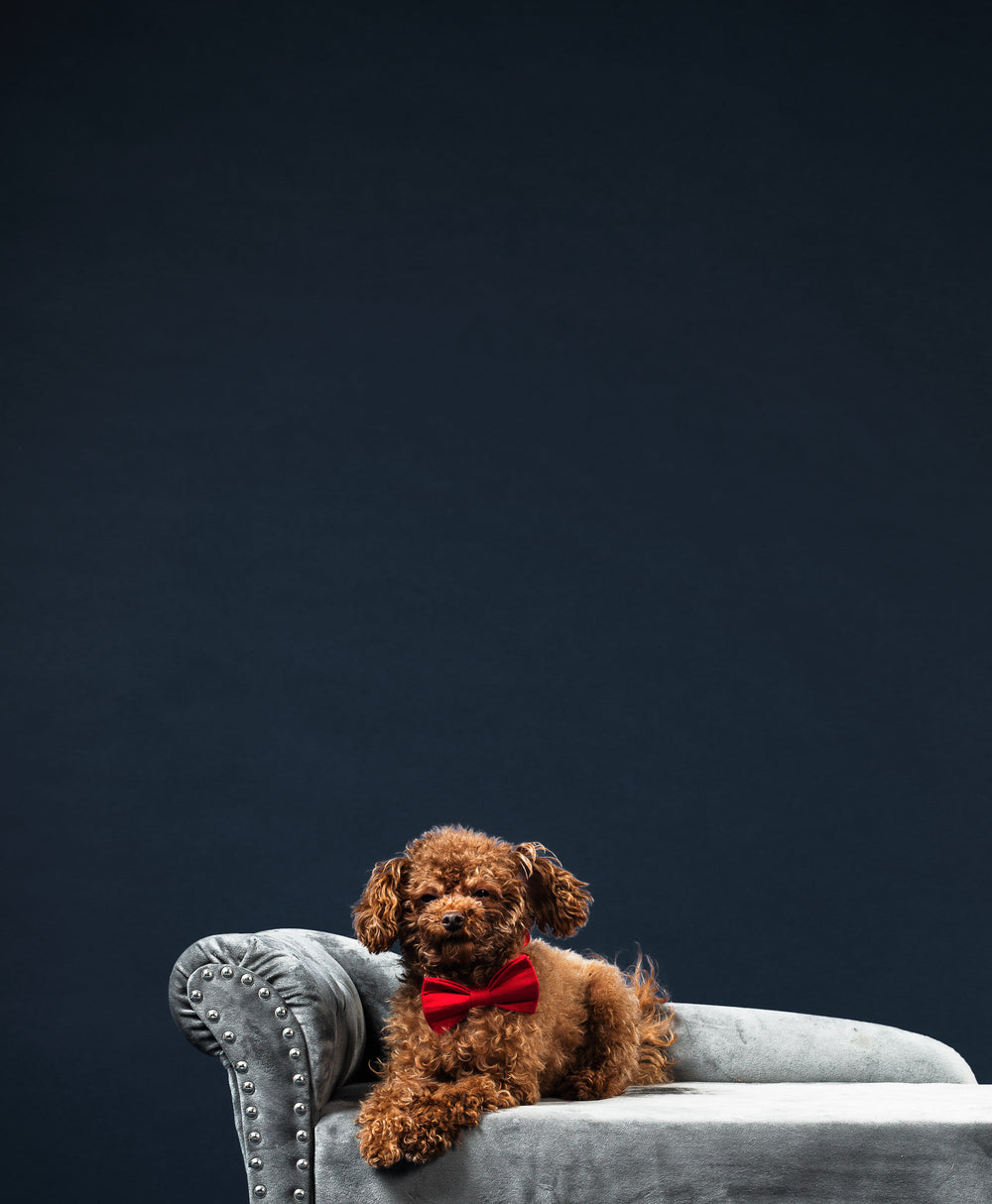 brown fluff