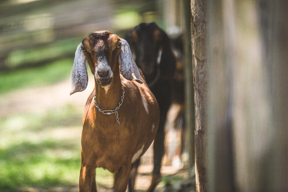 brown goat