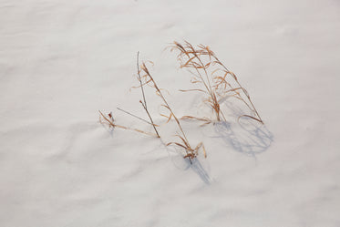 brown grass pokes out of freshly fallen snow