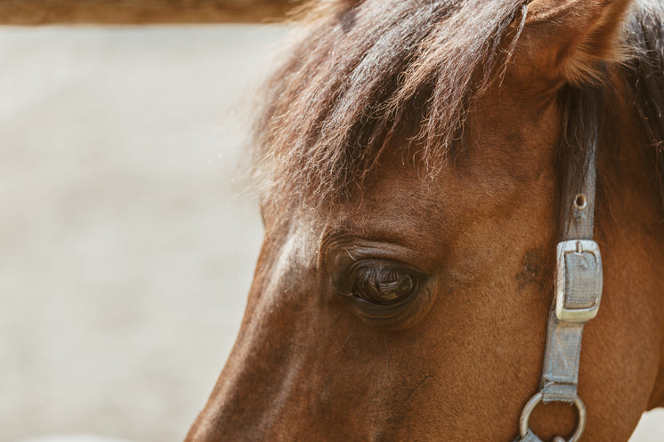 brown-horse-eye.jpg?width=746&format=pjp