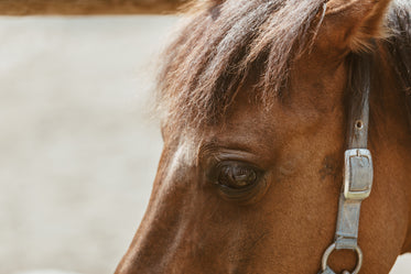 brown horse eye
