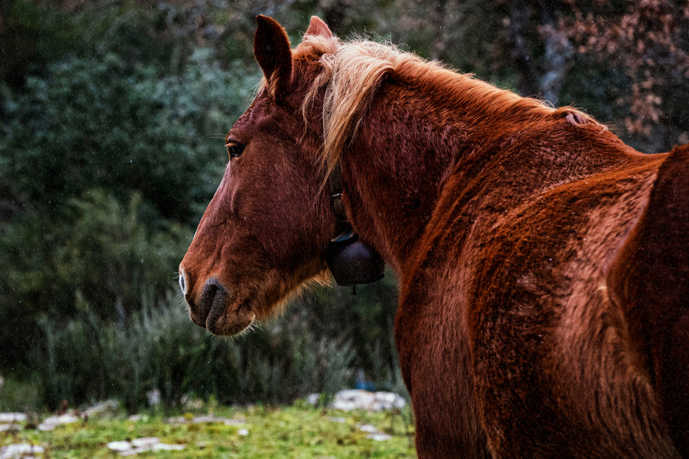 brown horse stands outdoors with a bell