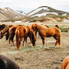 brown horses grouped together