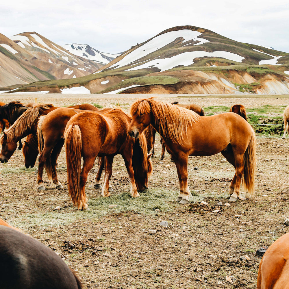 brown horses grouped together