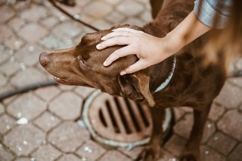 Master Your Blog About Dogs: A Comprehensive Guide from Puppies to Seniors