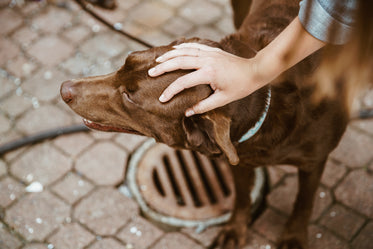 brown lab dog