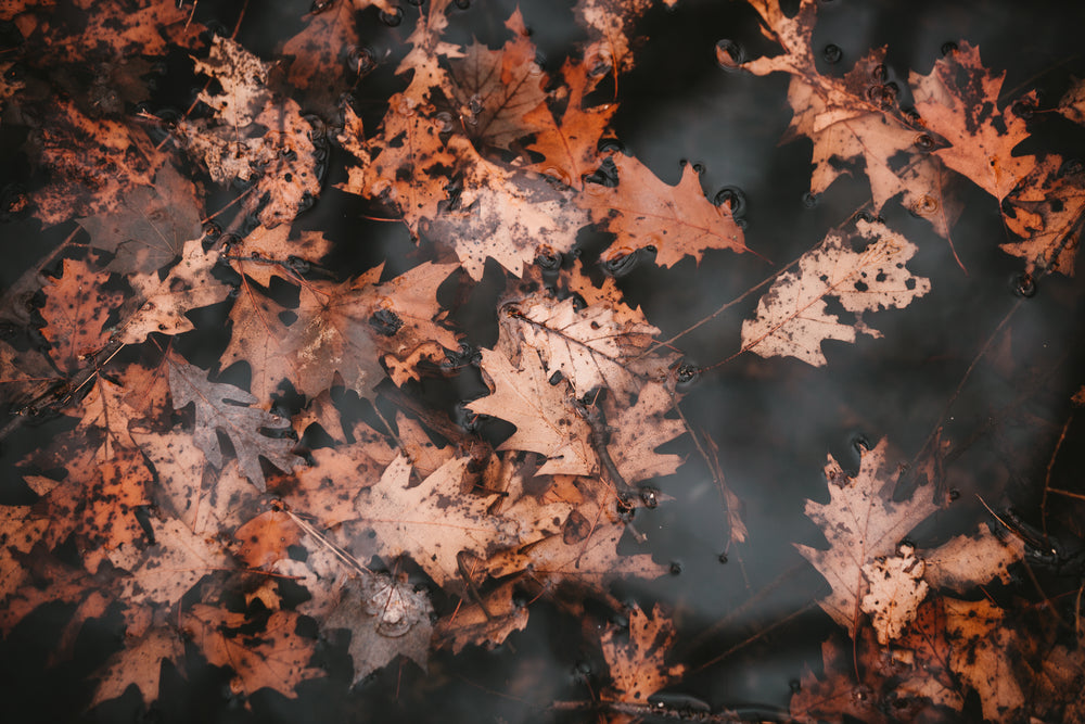 brown leaves on black water