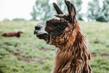 brown llama poses