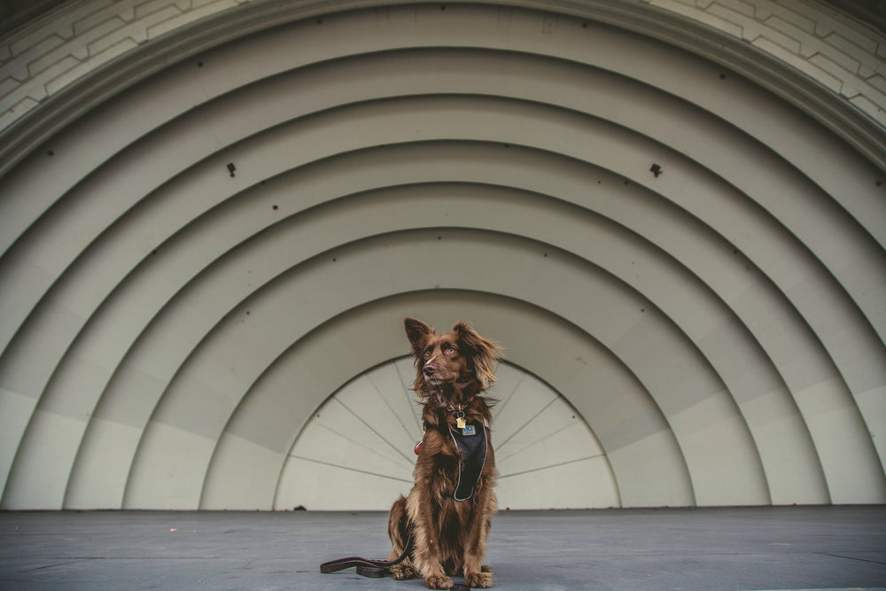 brown mutt dog