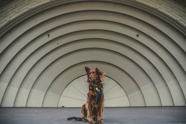 brown mutt dog