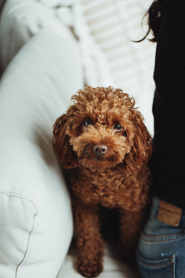 brown puppy looks to the camera