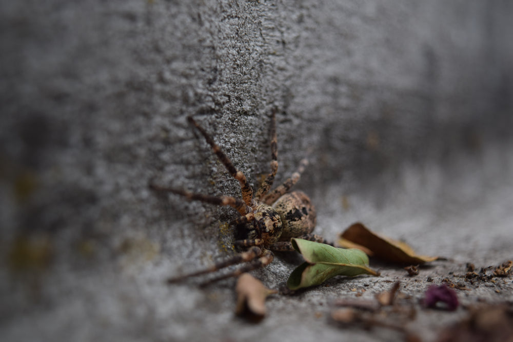 brown spider on wall