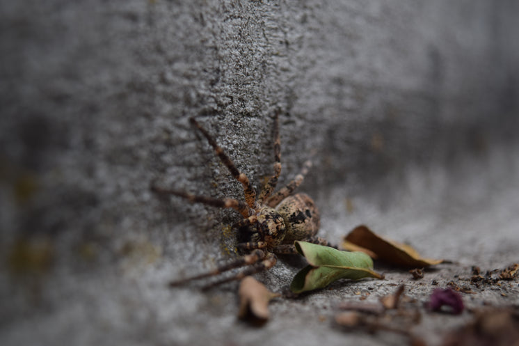 brown-spider-on-wall.jpg?width=746&forma