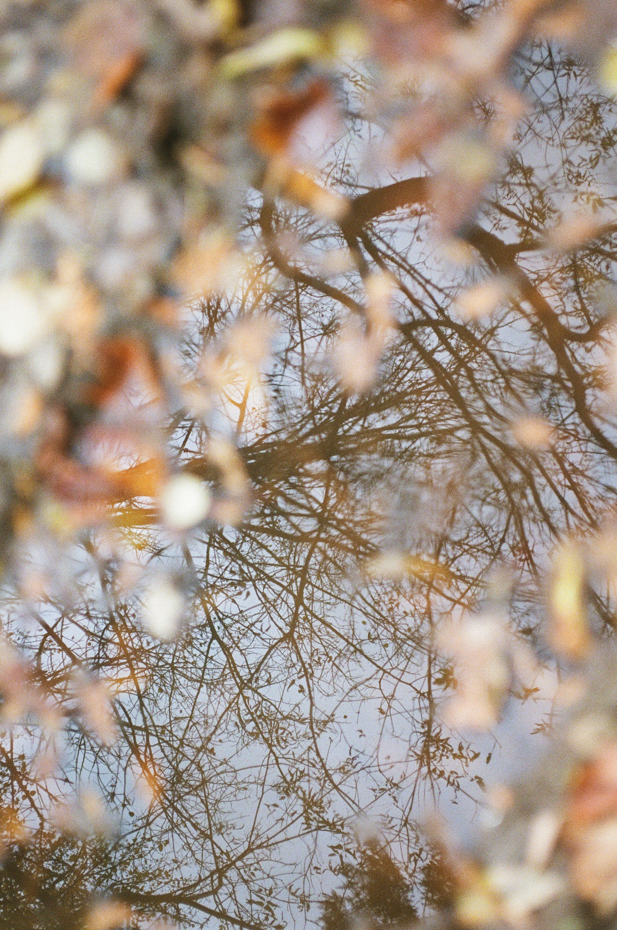 brown tree branches and abstract leaves