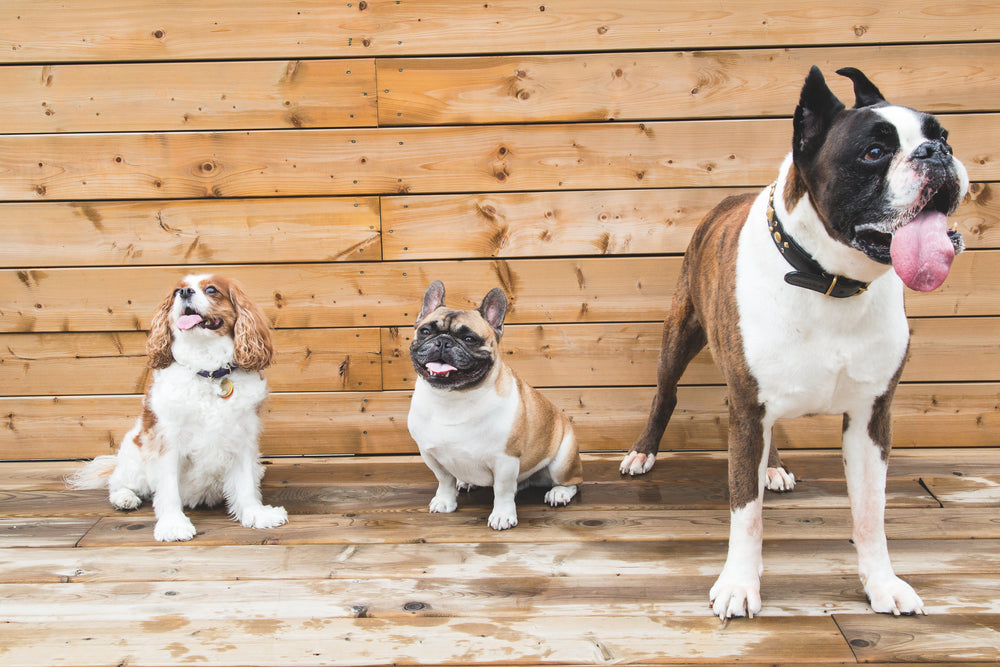 cachorros marrons e brancos