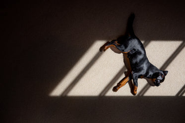 brussels griffon dog lays in the window light