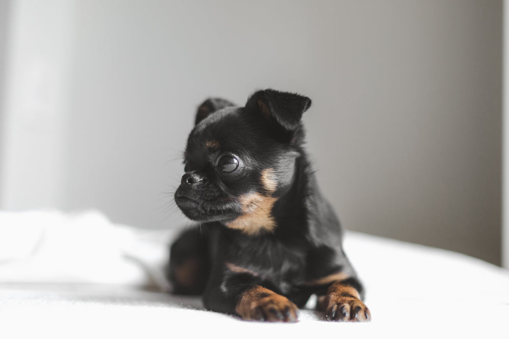 brussels griffon dog looks away