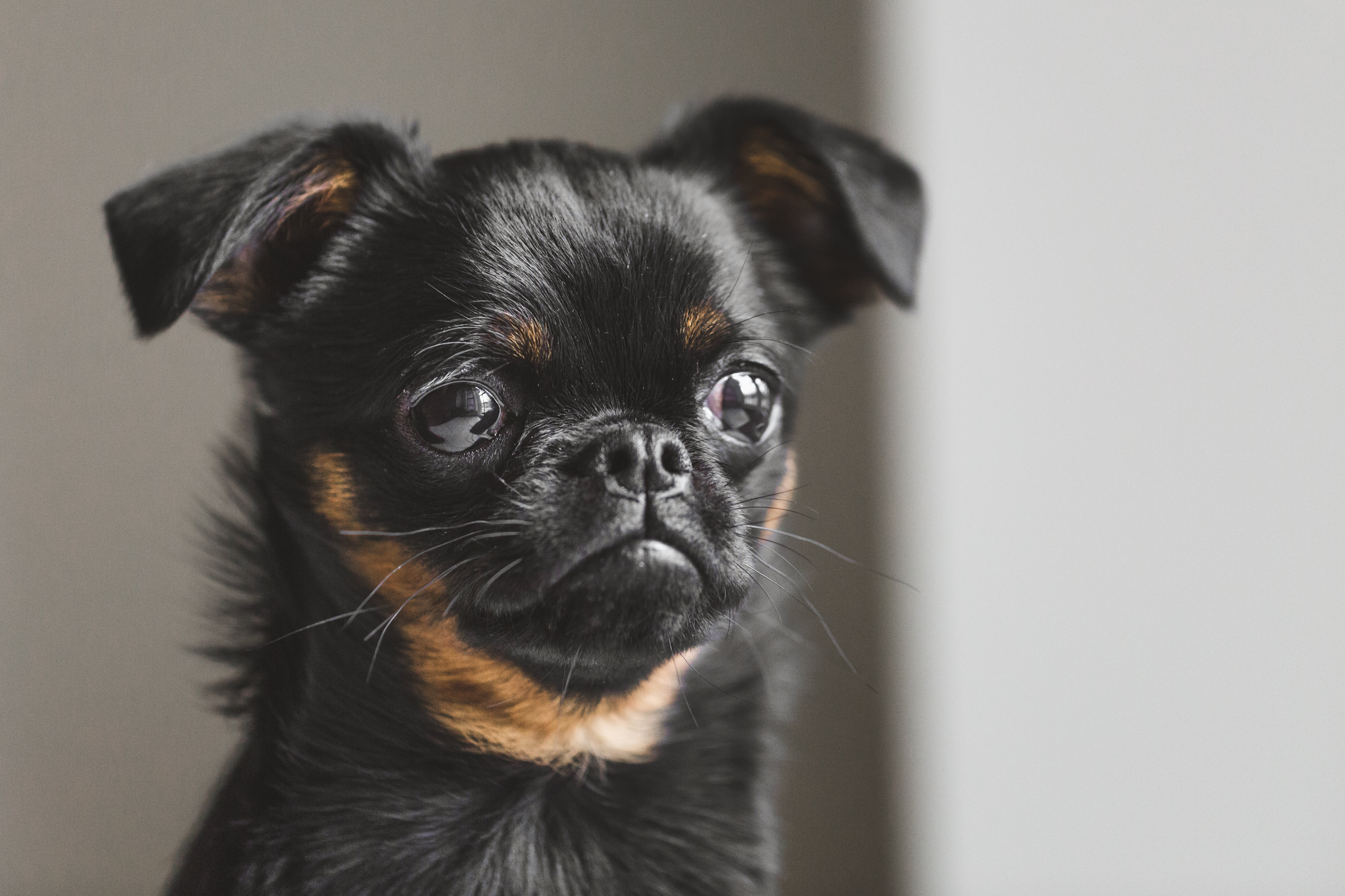 Show me a picture of a hot sale brussels griffon