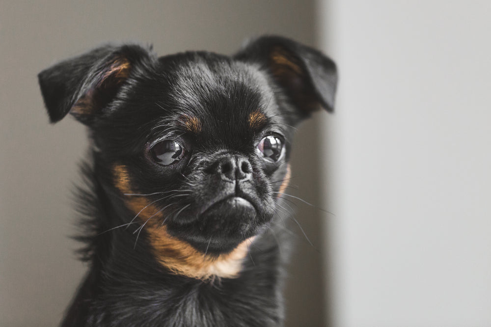 brussels griffon dog looks out the window