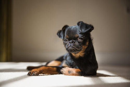 brussels griffon dog poses for the camera