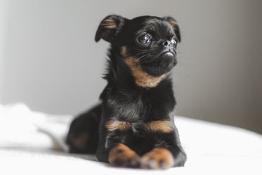 brussels griffon dog posing for his portrait