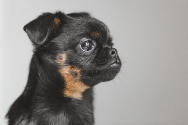 brussels griffon looking for treats