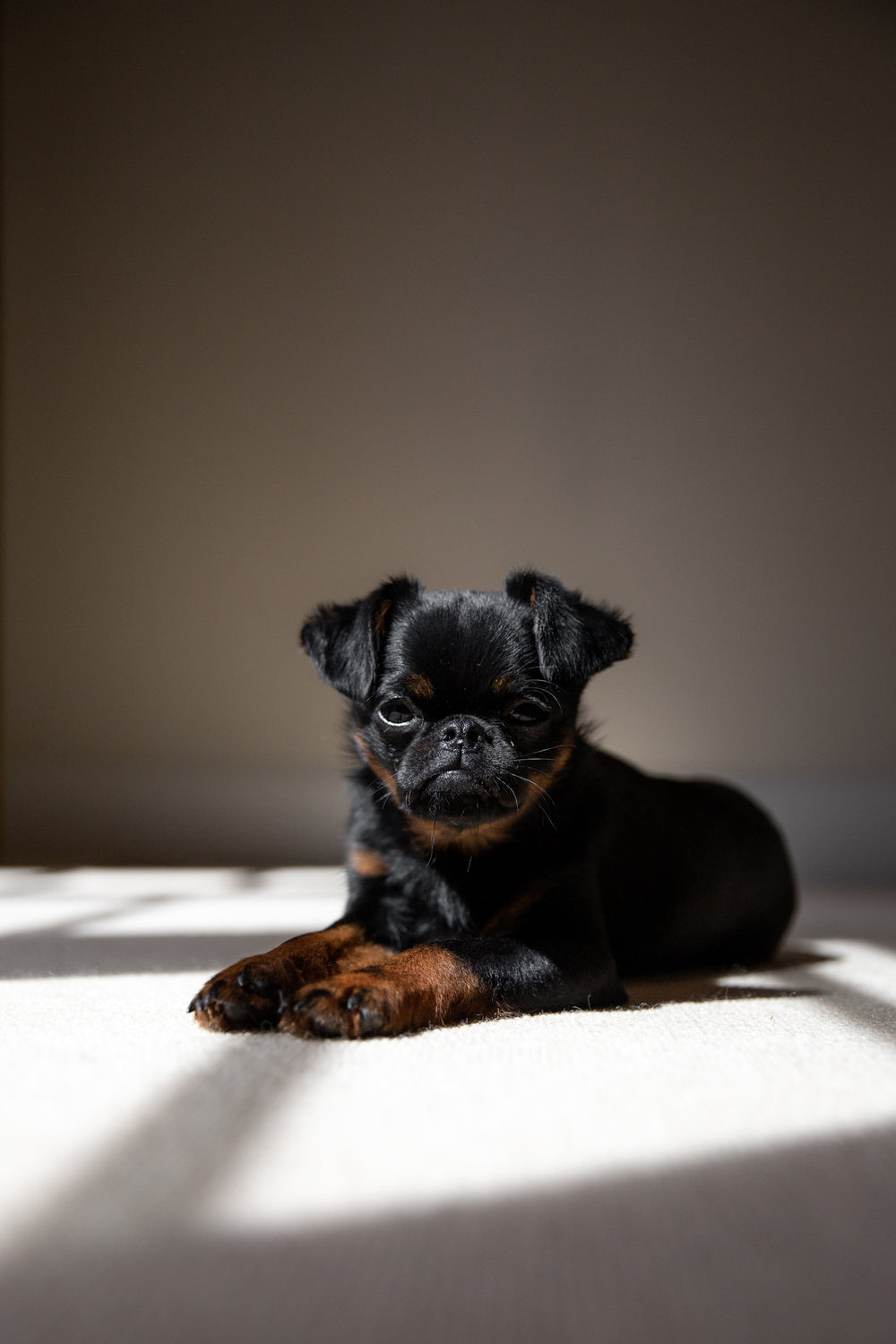 brussels griffon puppy looks sleepy