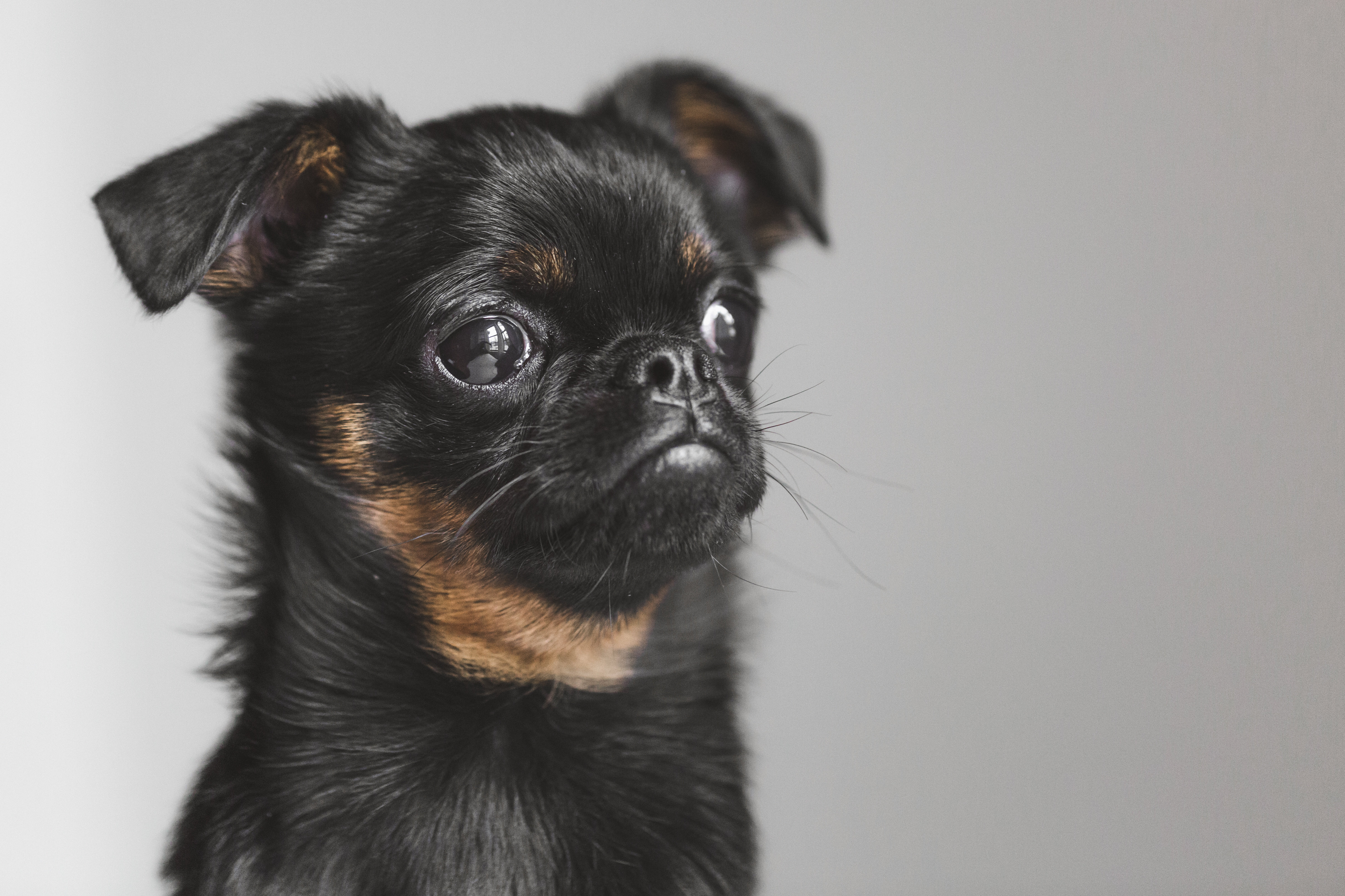 Brussel griffon sales mix puppies