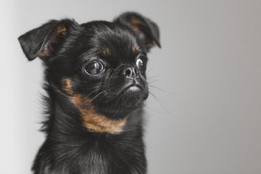 brussels griffon puppy pondering existence