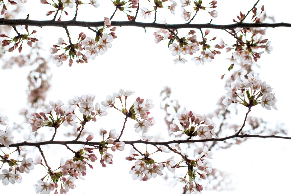 budding pink cherry flowers