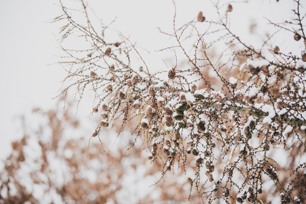 buds and pinecones on branch