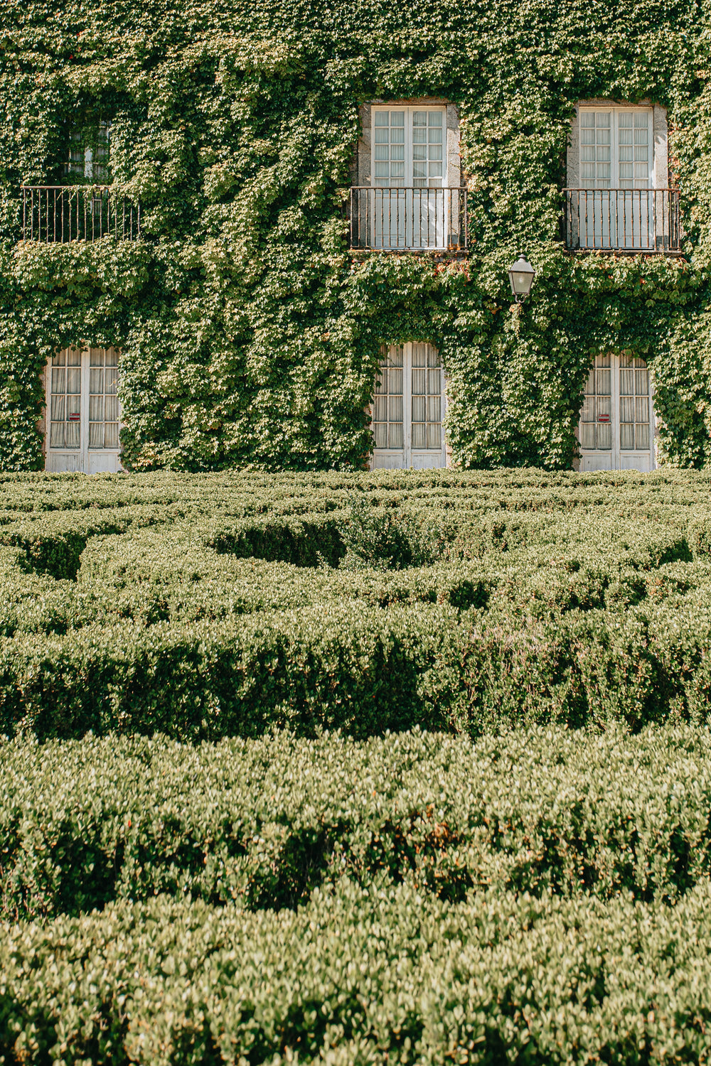 building covered in green foliage